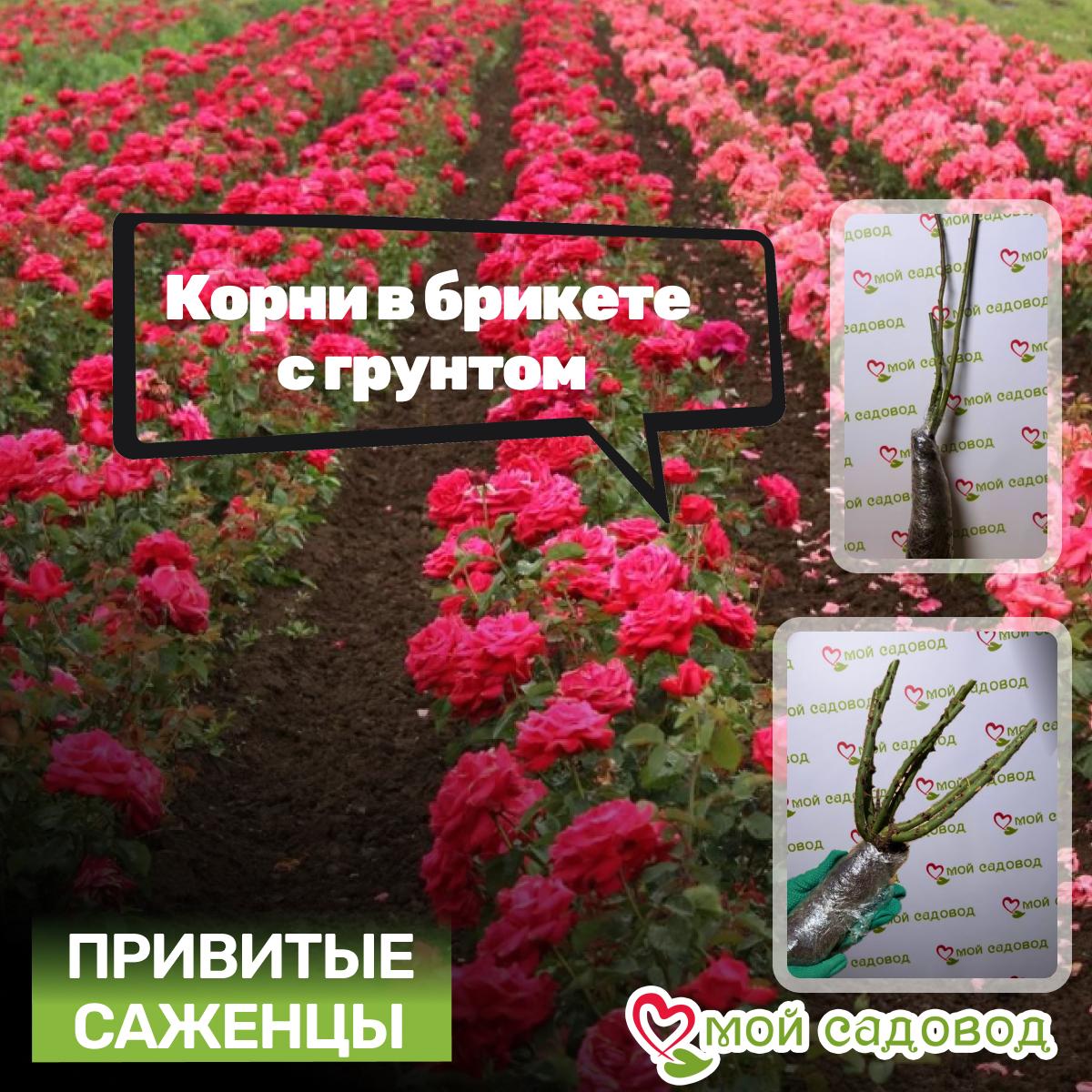 Роза чайно-гибридная Аква