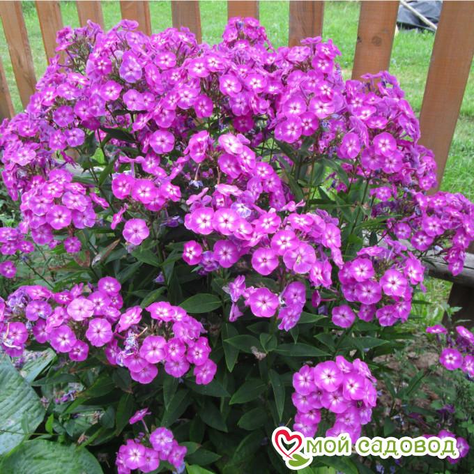 Флокс Успех