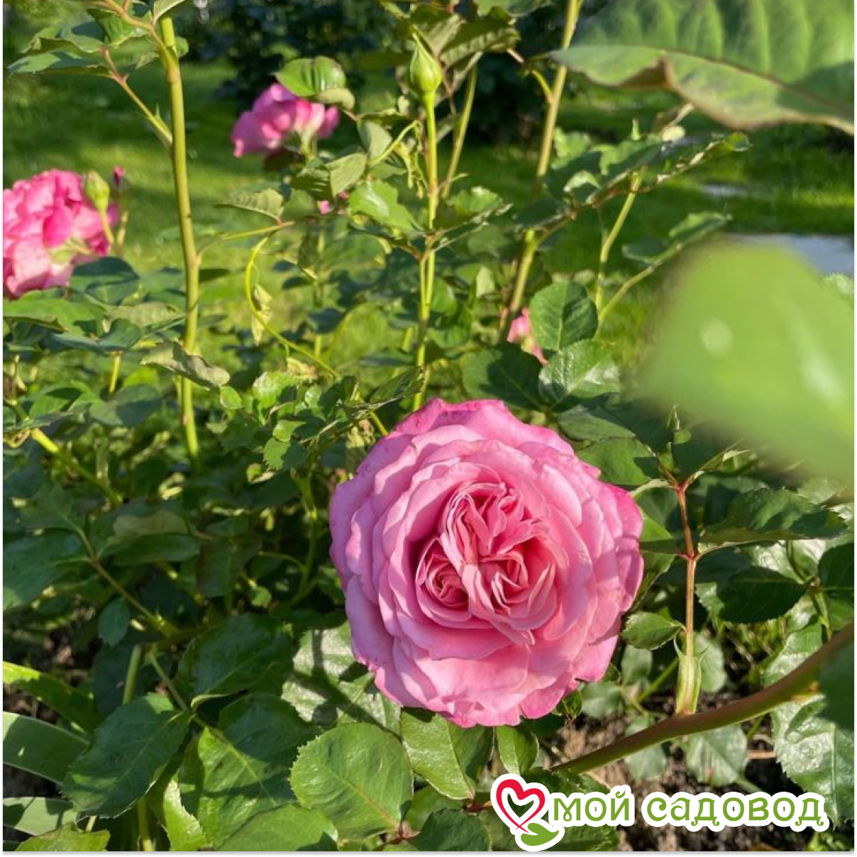 Роза Агнес Шиллингер