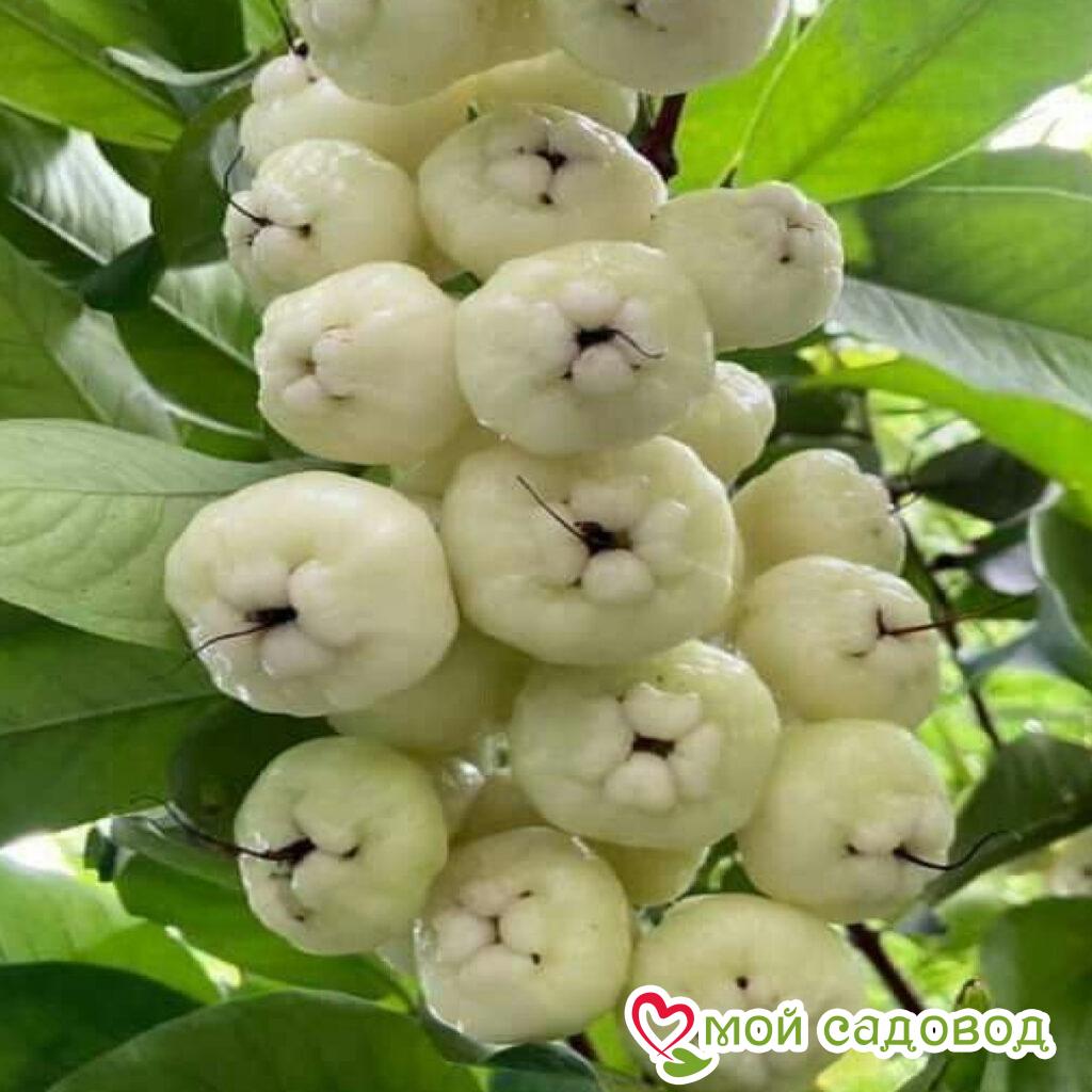 Яблоня Эверест