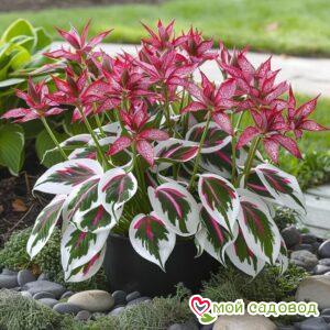 Хоста Малиновый Шторм